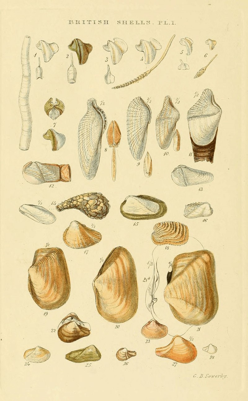 Trechispora Mollusca