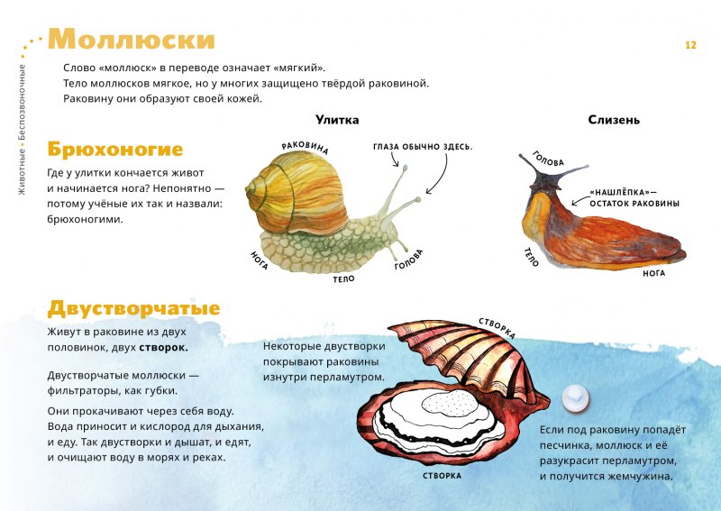 Наличие раковины у брюхоногих моллюсков