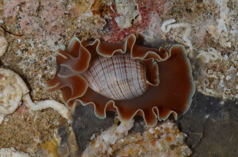 Hydatina Physis