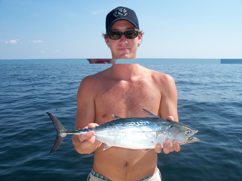 Atlantic bonito