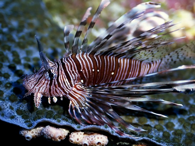 Sea Slug Dark
