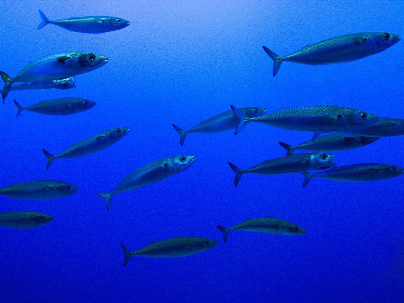 White Marlin рыба