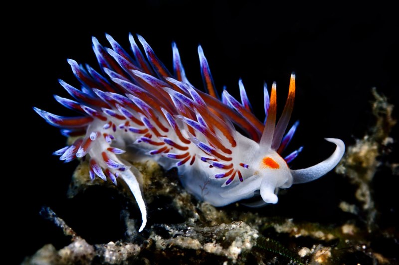Orcynopsis Unicolor