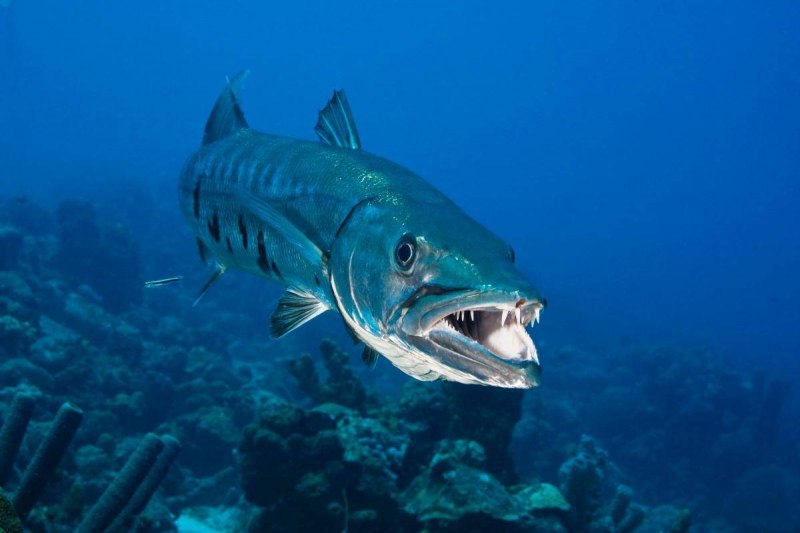Голубой хирург (Paracanthurus hepatus)