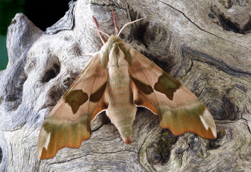 Королевская Ореховая моль (Citheronia regalis)