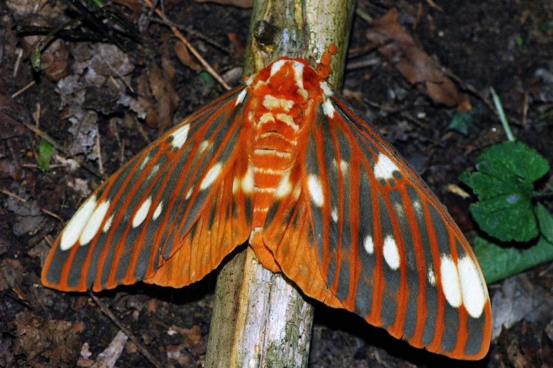 Бабочка Citheronia regalis
