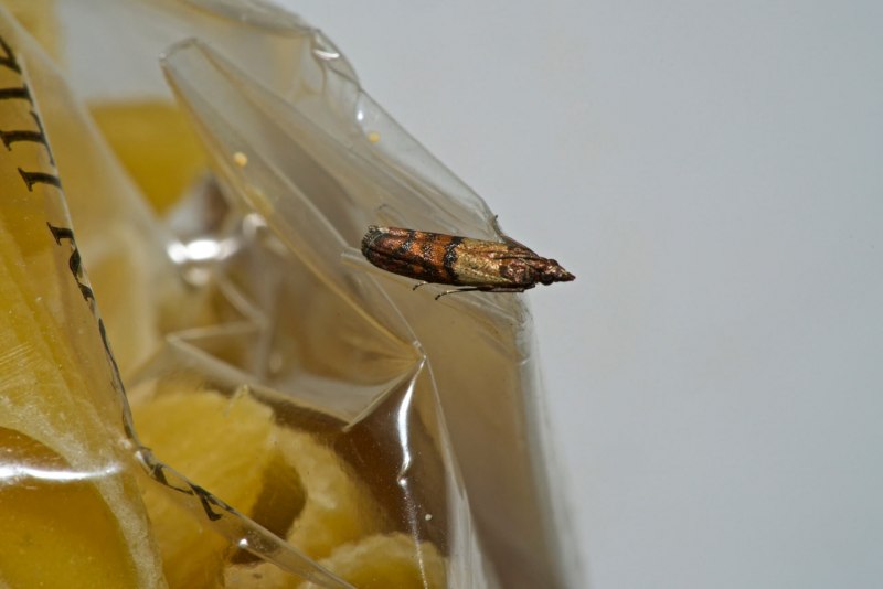 Гусеница Citheronia regalis