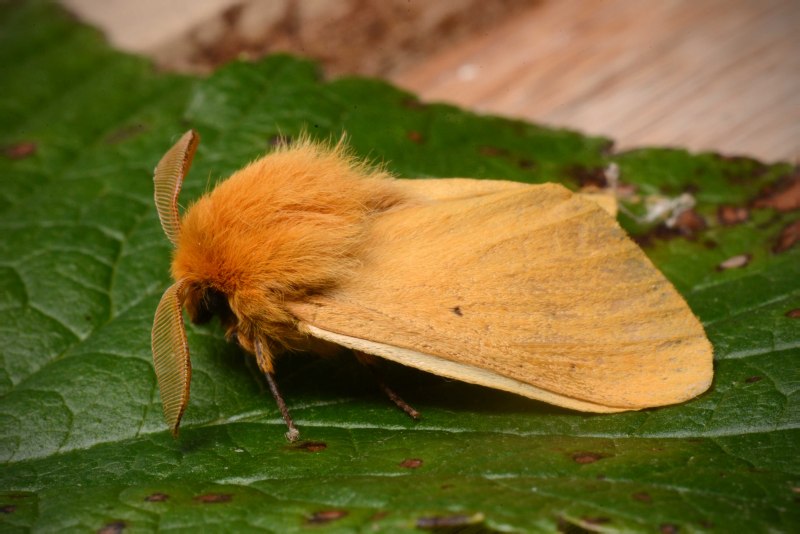 Гусеница Citheronia regalis