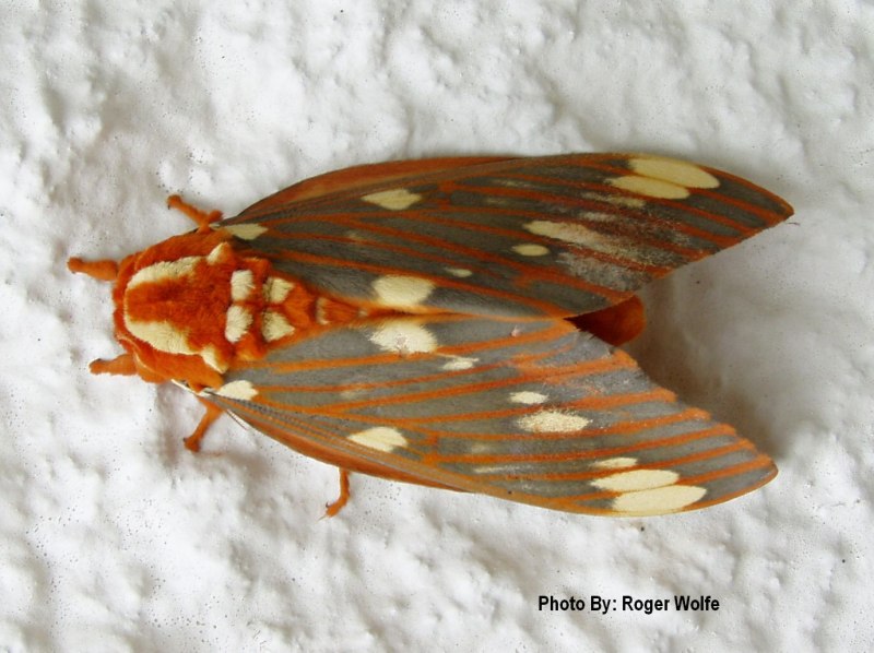 Бабочка Citheronia regalis