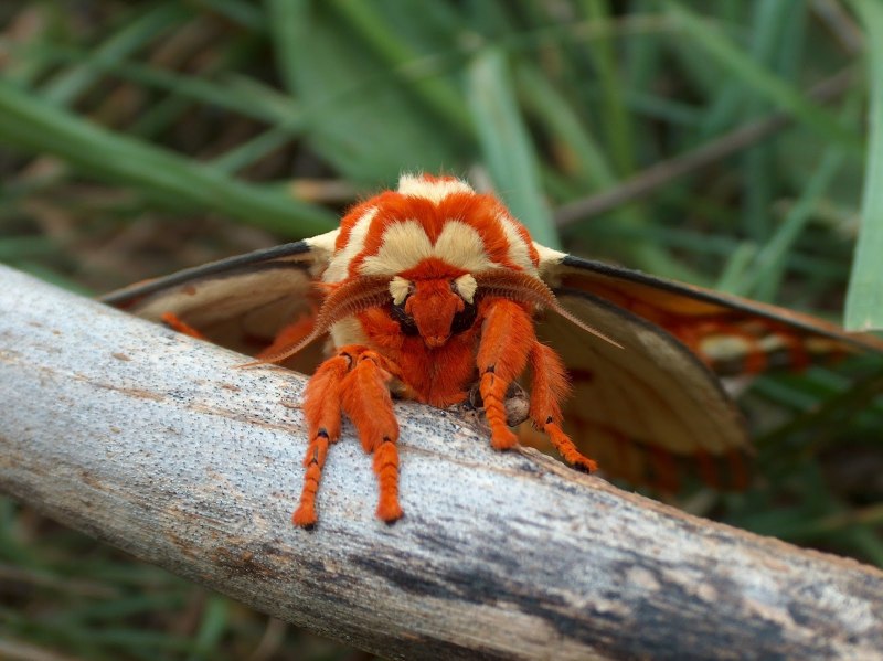 Citheronia regalis Caterpillar