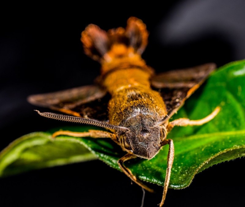 Гусеница Citheronia regalis бабочка