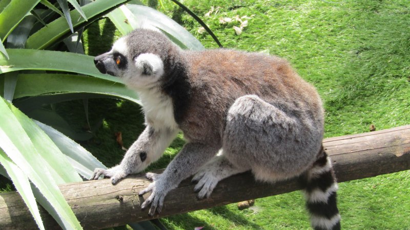 Кошачий лемур