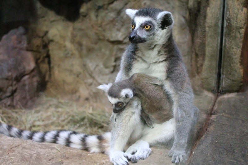 Кошачий лемур ареал
