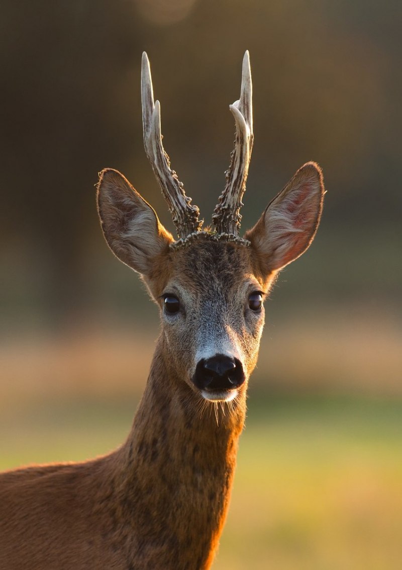 Европейская косуля (capreolus capreolus)