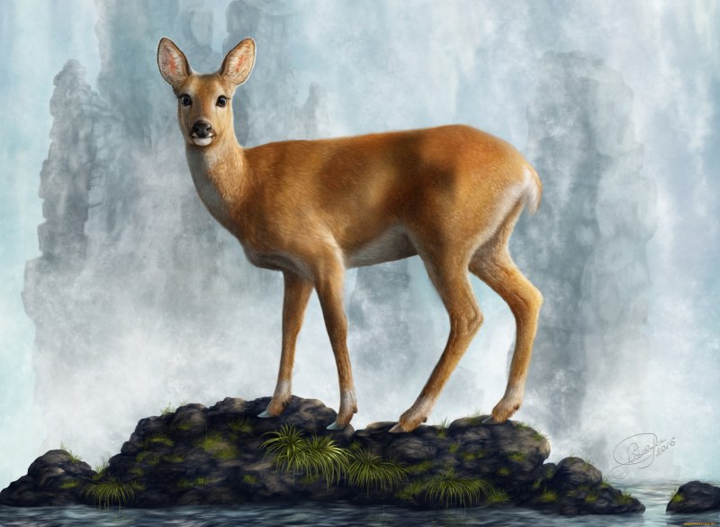 Косуля Олененок