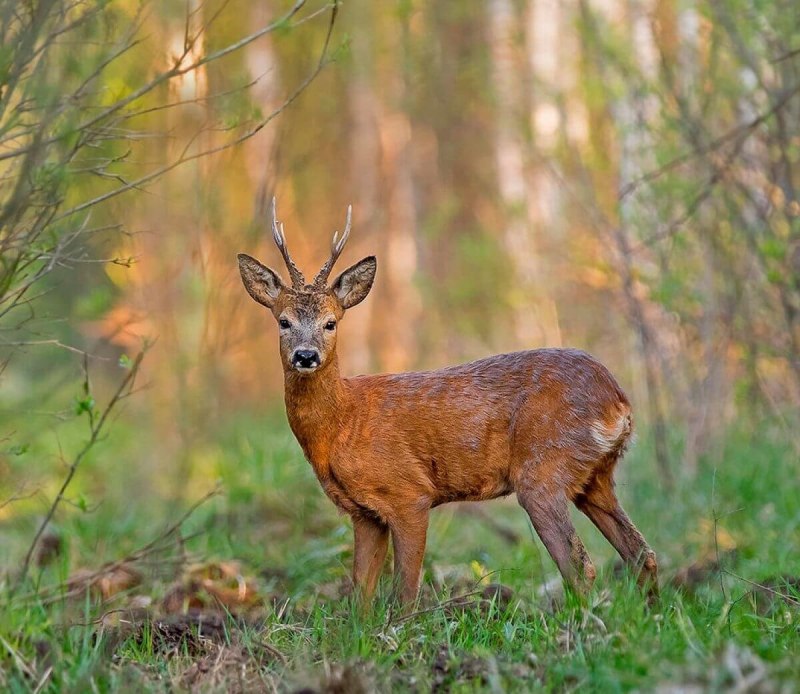 Косуля Сибирская (capreolus pygargus Pall.)