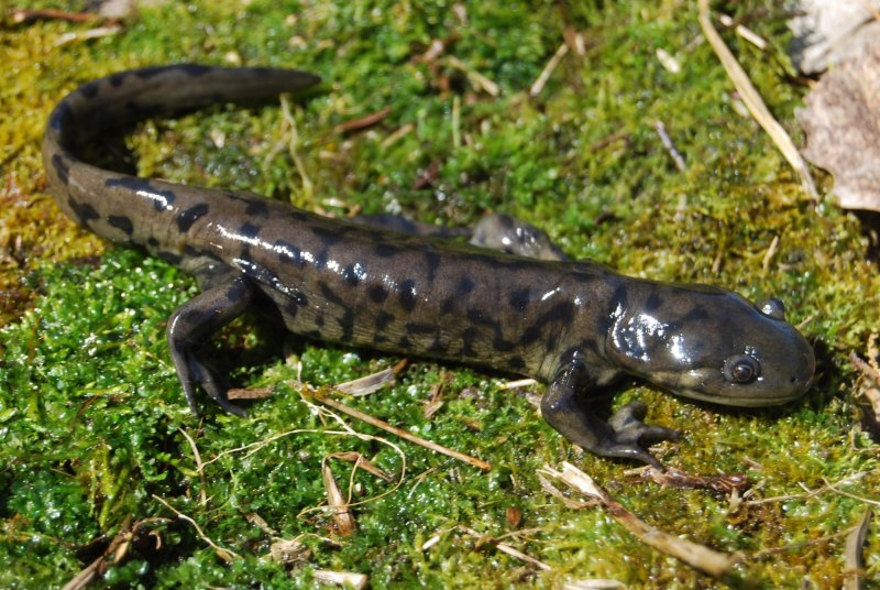 Triturus cristatus гребенчатый Тритон