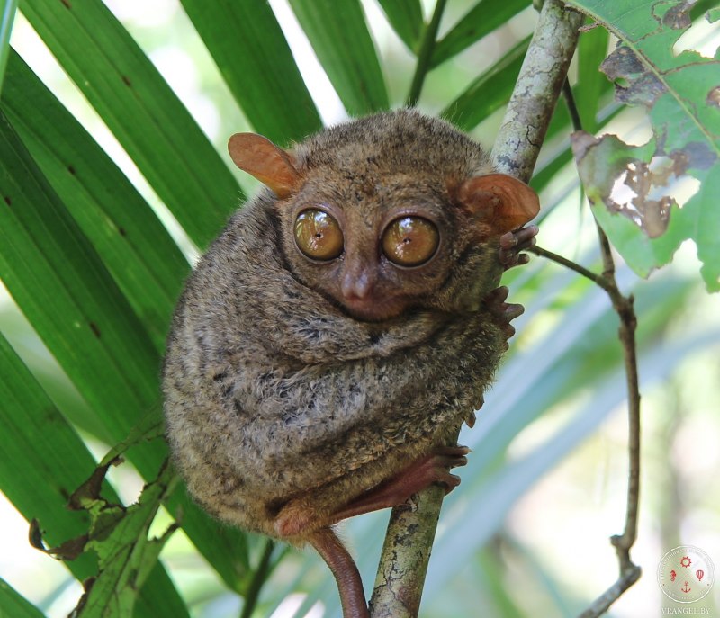 Филиппинский долгопят (Tarsius syrichta)