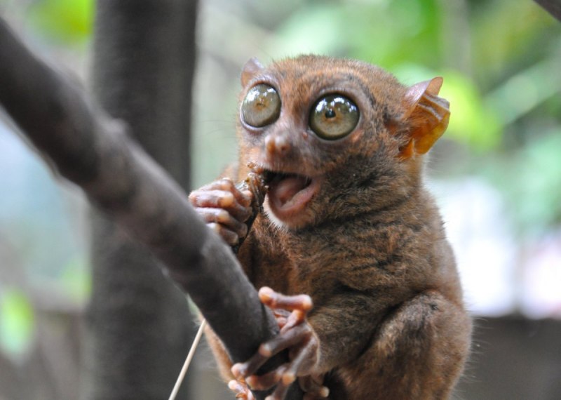  Долгопят Диана (Tarsius dentatus)