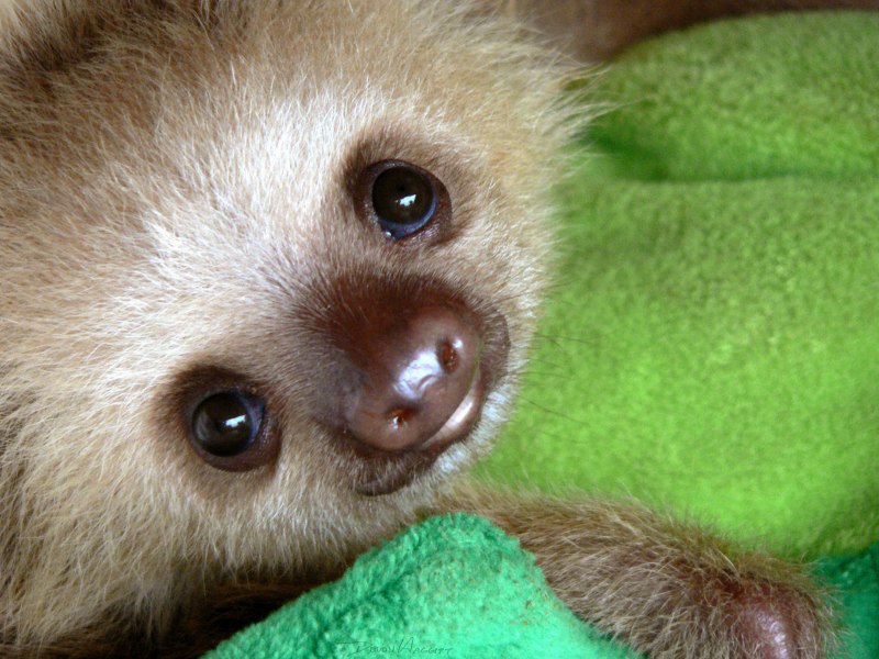 Bradypus variegatus