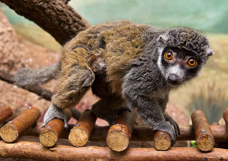 Королевский Мангуст