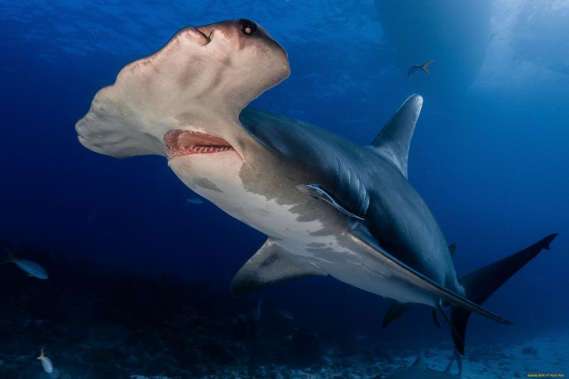 Heterodontus galeatus