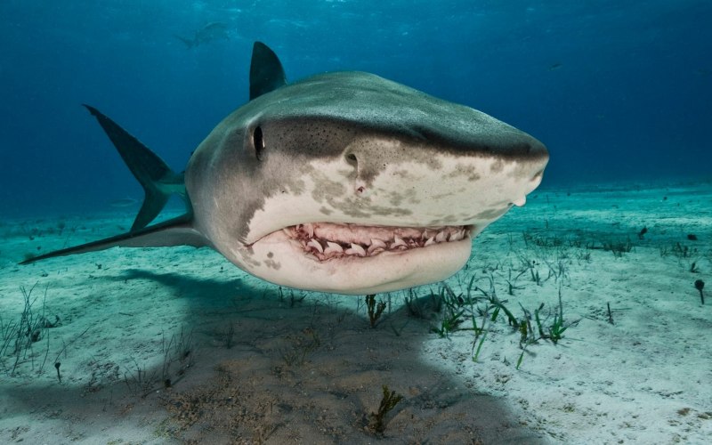 Carcharhinus leucas