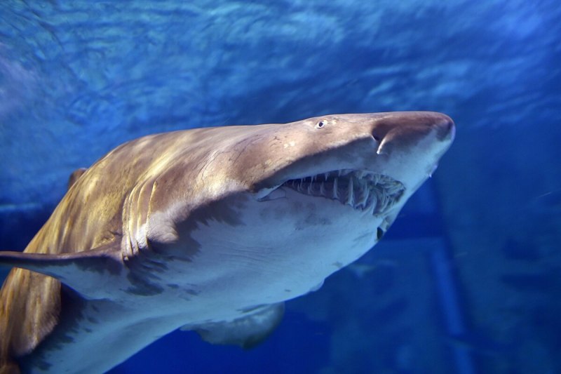 Whitetip Reef Shark