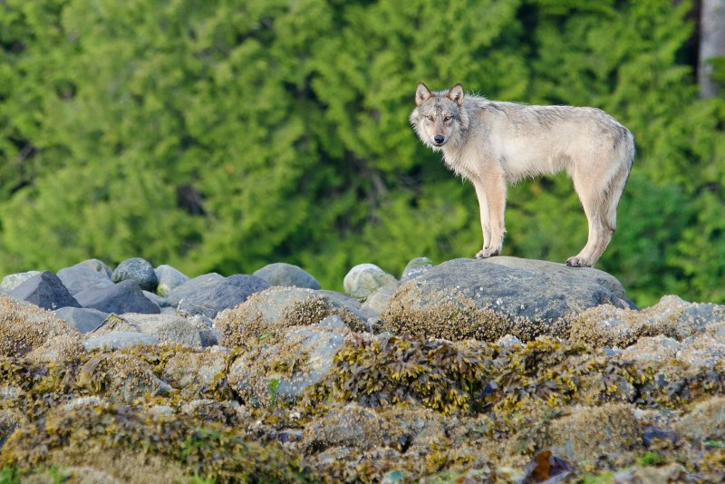 Canis Lupus crassodon