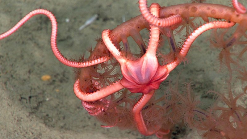 Глубоководные морские черви