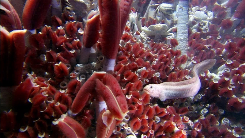 Морские трубчатые черви Lamellibrachia