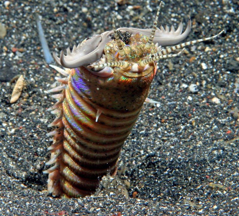 Эунице Афродита Eunice aphroditois