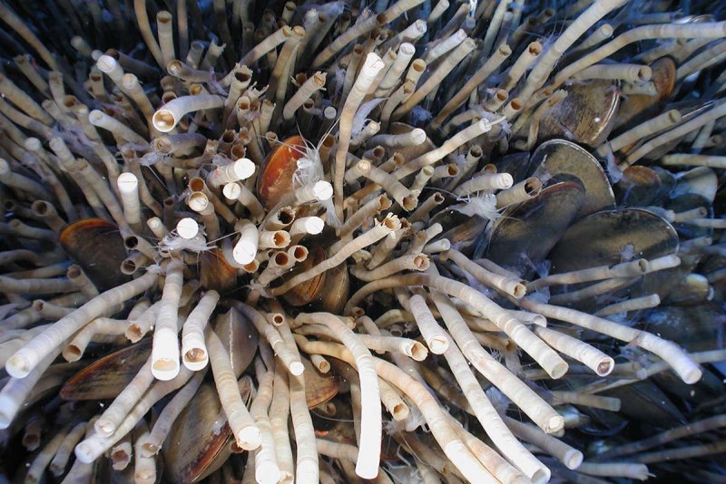 Личинки морских глубоководных червей