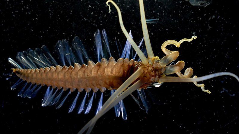 Olavius algarvensis