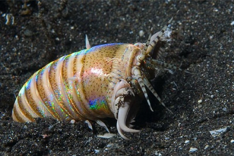 Эунице Афродита Eunice aphroditois