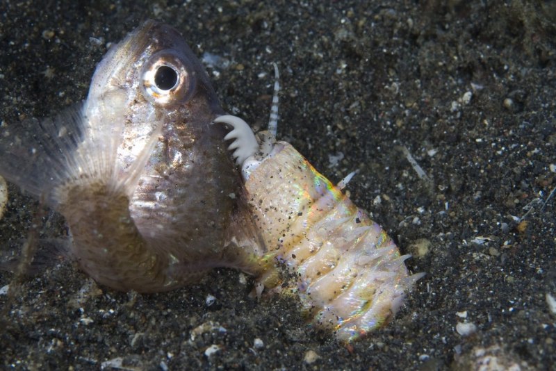 Многощетинковый червь Eunice aphroditois