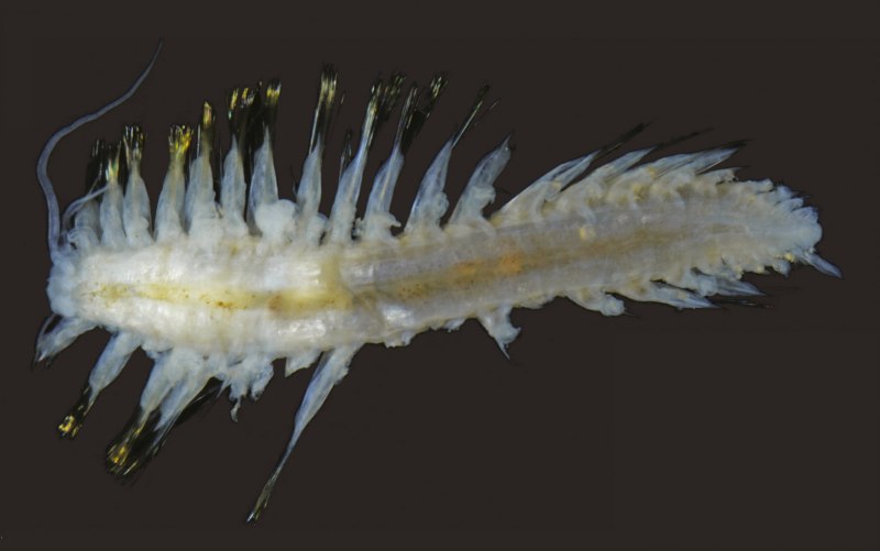 Polynoidae морские многощетинковые черви