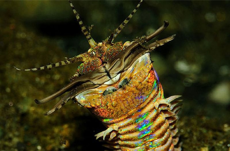 Многощетинковый червь Eunice aphroditois