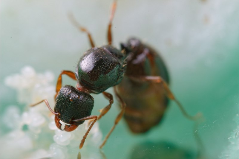 Tetramorium caespitum (муравей дерновый)
