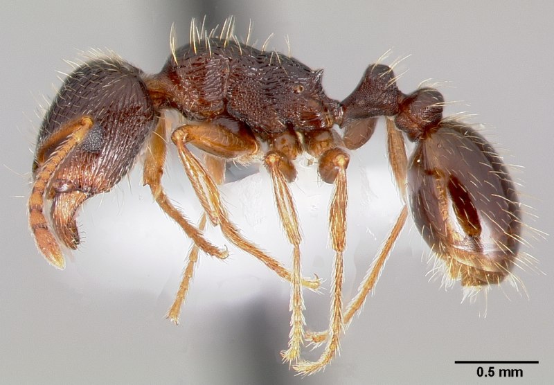 Meranoplus bicolor муравей