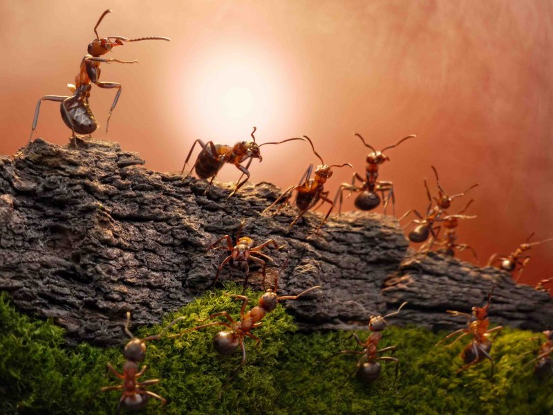 Myrmecia pavida