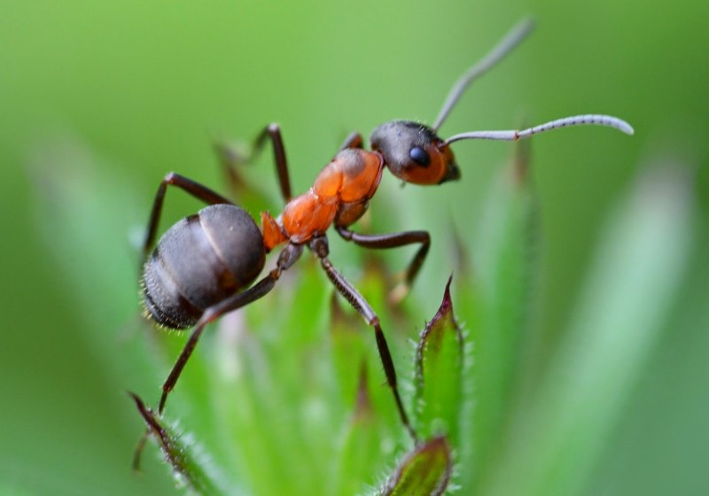 Cataglyphis Viaticus