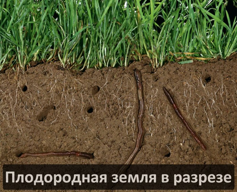 Муравьи в муравейнике