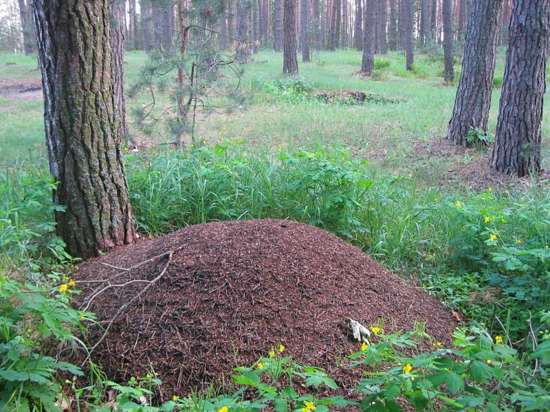 Муравьи в муравейнике