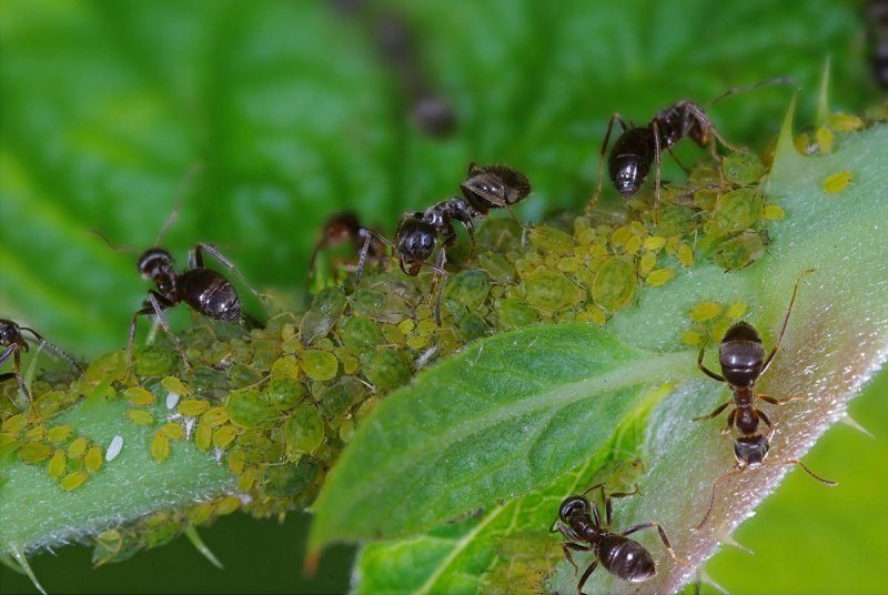 Муравей Atta cephalotes