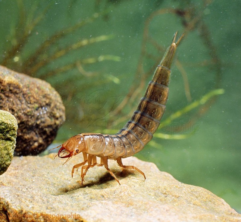 Скорпион Mesobuthus eupeus