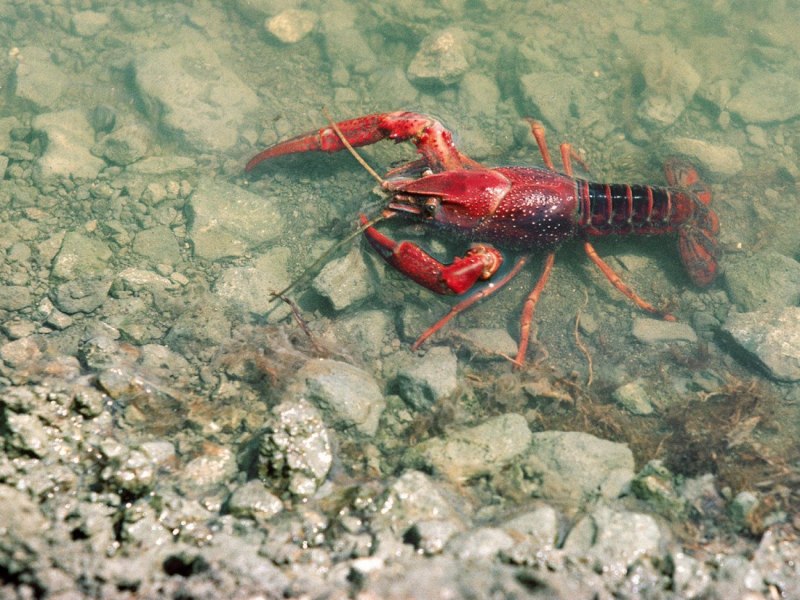 NEPA cinerea (обыкновенный водяной Скорпион)