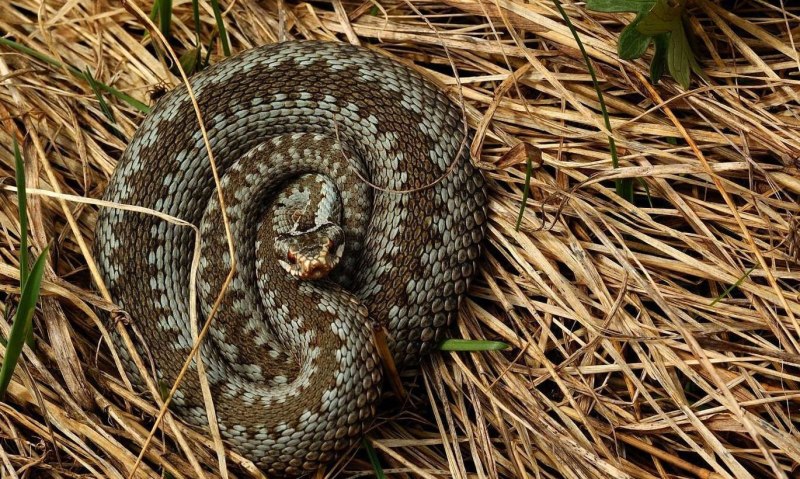 Водяной уж (Natrix tessellata)