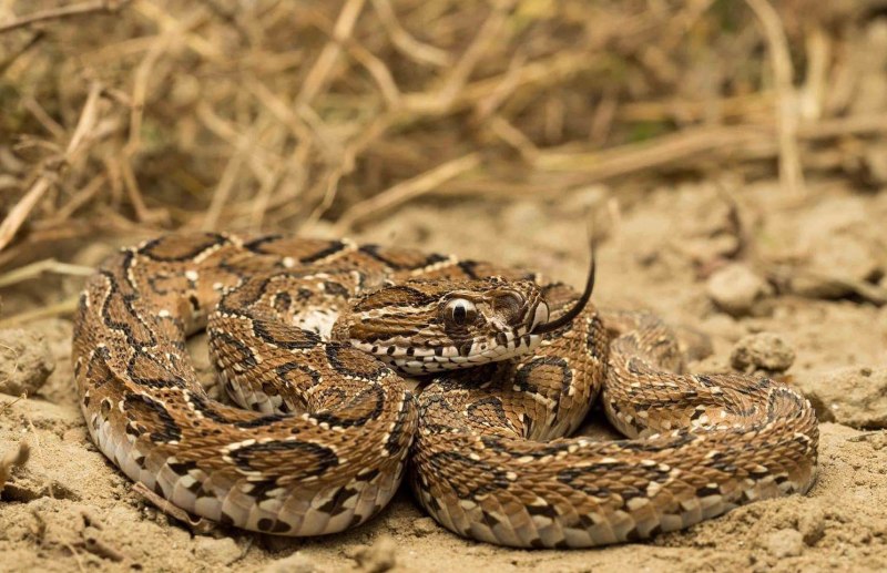 Daboia russelii