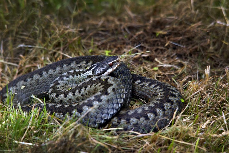 Обыкновенная гадюка - Vipera berus (Linnaeus, 1758)